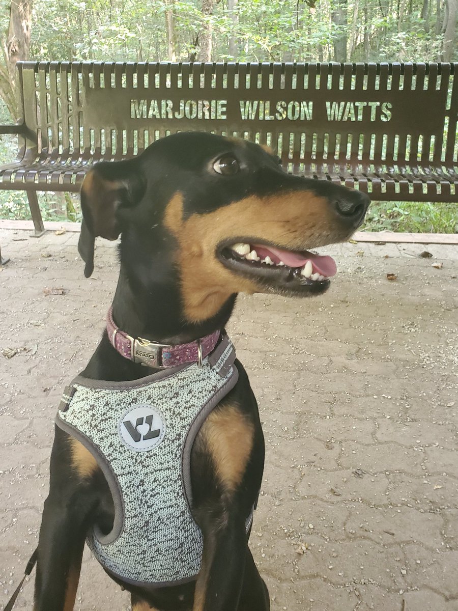 scqtilla's tweet photo. ‼PLEASE STOP AND SHARE‼
My dog, Minnie, has tested positive for heart-worm. Treatment will cost up to 2.5k-3k USD. I normally wouldn't do this, but we're really desperate for financial aid. If you can't donate, please Retweet! 
PayPal: https://t.co/7VqMf8cm6l https://t.co/r6HKfnEySU