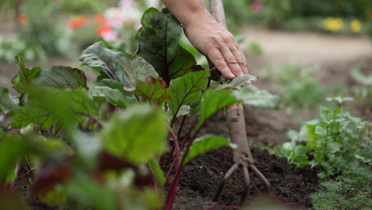 Finca Rebate tweet media