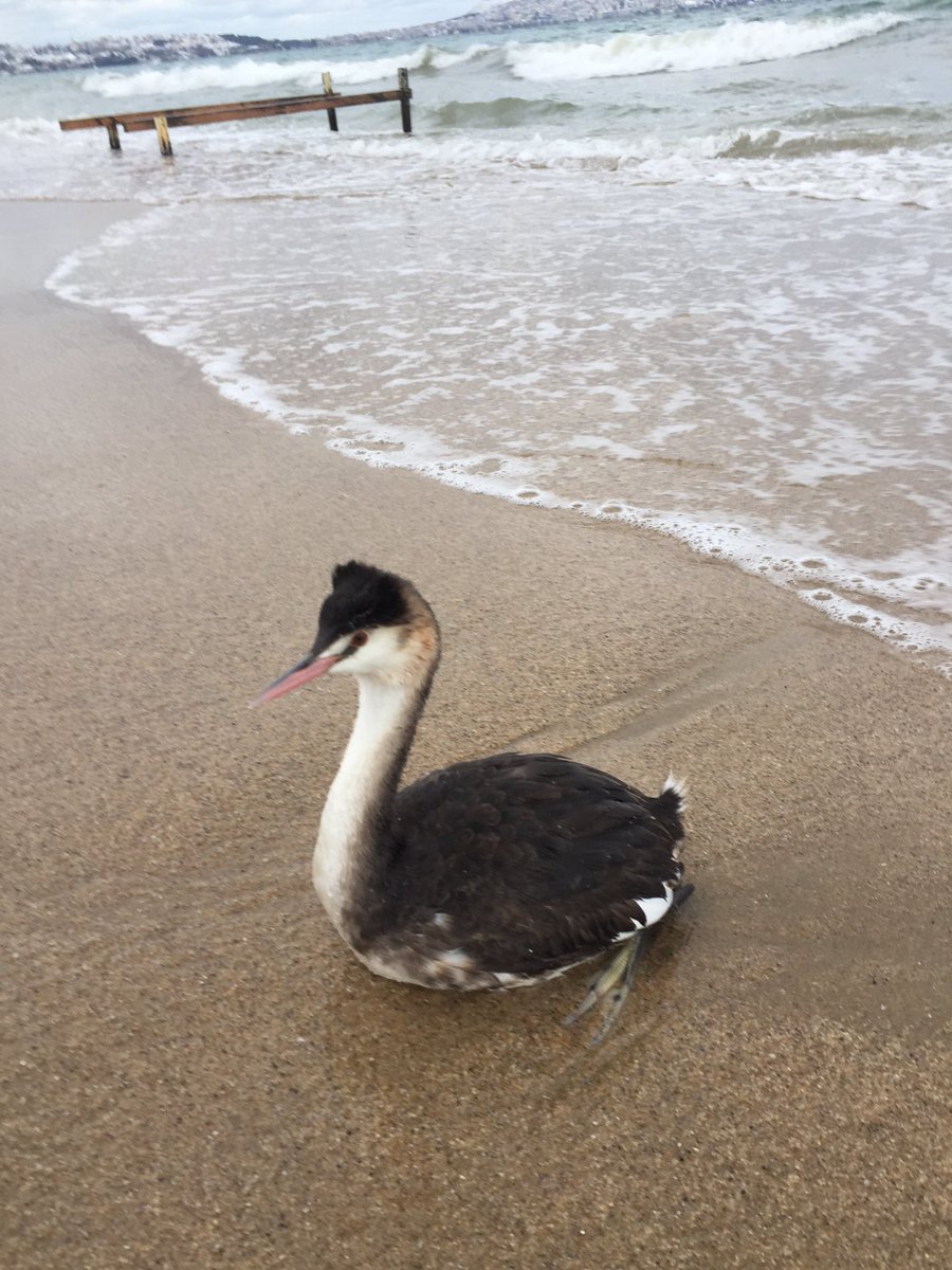 Ayaklarında ve göğsünde çokça olta ve misina vardı bulduğumda,gagası ok gibi,pek yaklaştırmıyor,tek olduğum için pek çekim yapamadım ama temizlikten sonra gitmeden bi veda pozu da verdi.küçücük boyuyla bana kafa tuttu.<a href="/birddetectiveTR/">Emin Yoğurtcuoğlu</a>  #hangitür