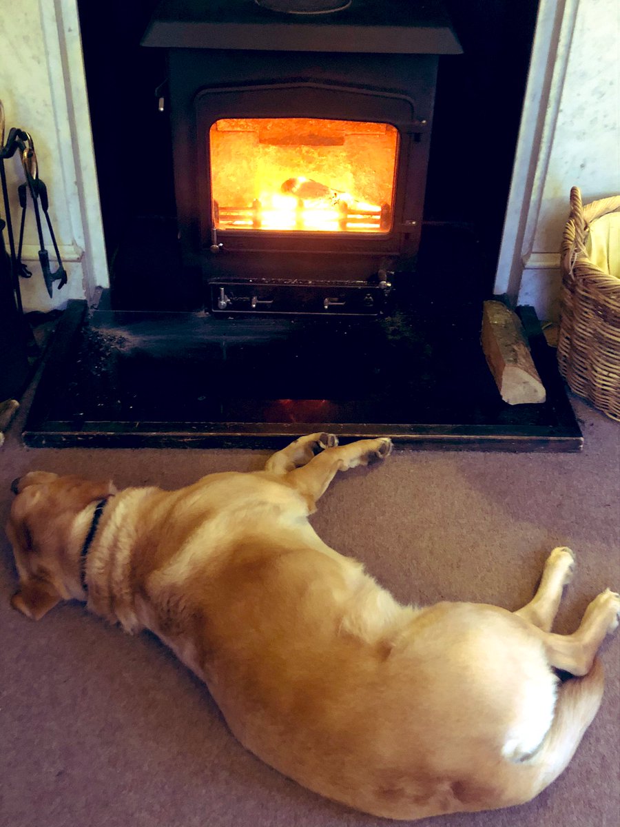 What did we do today? Oh LOOOOADS.... 👀😴 🐾 #guidedogsfortheblind #retiredguidedog #happyhalfterm #snooze #snoozeday #labrador #guidedogoffduty #duvetday