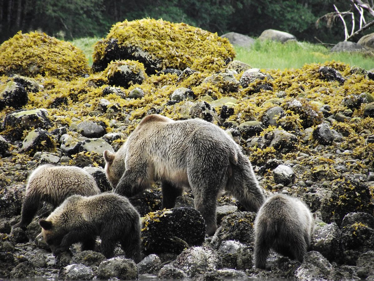 A3: Watching wildlife anywhere, and at most times of the year, but, if we had to pick one favourite place & experience on #TRLT, it would be hard to beat a summer bear spotting trip to Knight Inlet, BC. #TRLT Q3 via @ramblrramblr