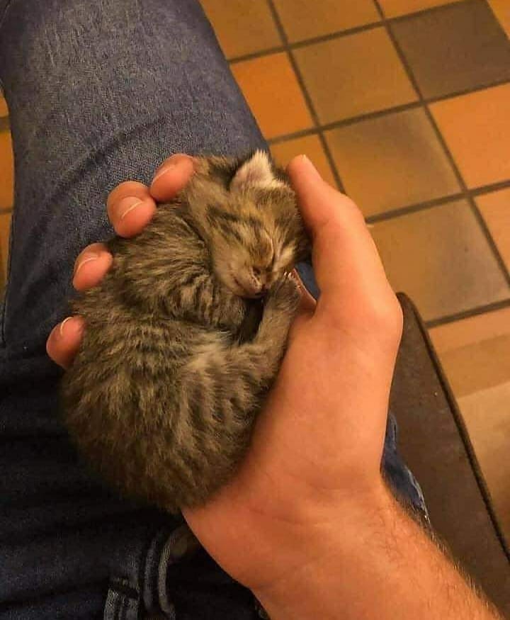 LocalPetService's tweet image. He(cat) loves to sleep in my hand🥰🥺💓⠀
.
Share your friends who need to see this cutie⠀
.
Follow👉@local_pet_service for more pets and their cute moments
.
Like💓⠀
Comment📝⠀
Share🖇⠀
.
#catlife #smallcat #kittenlove #kittenhand #smallpet #petworld #kittycat #sleepingcat