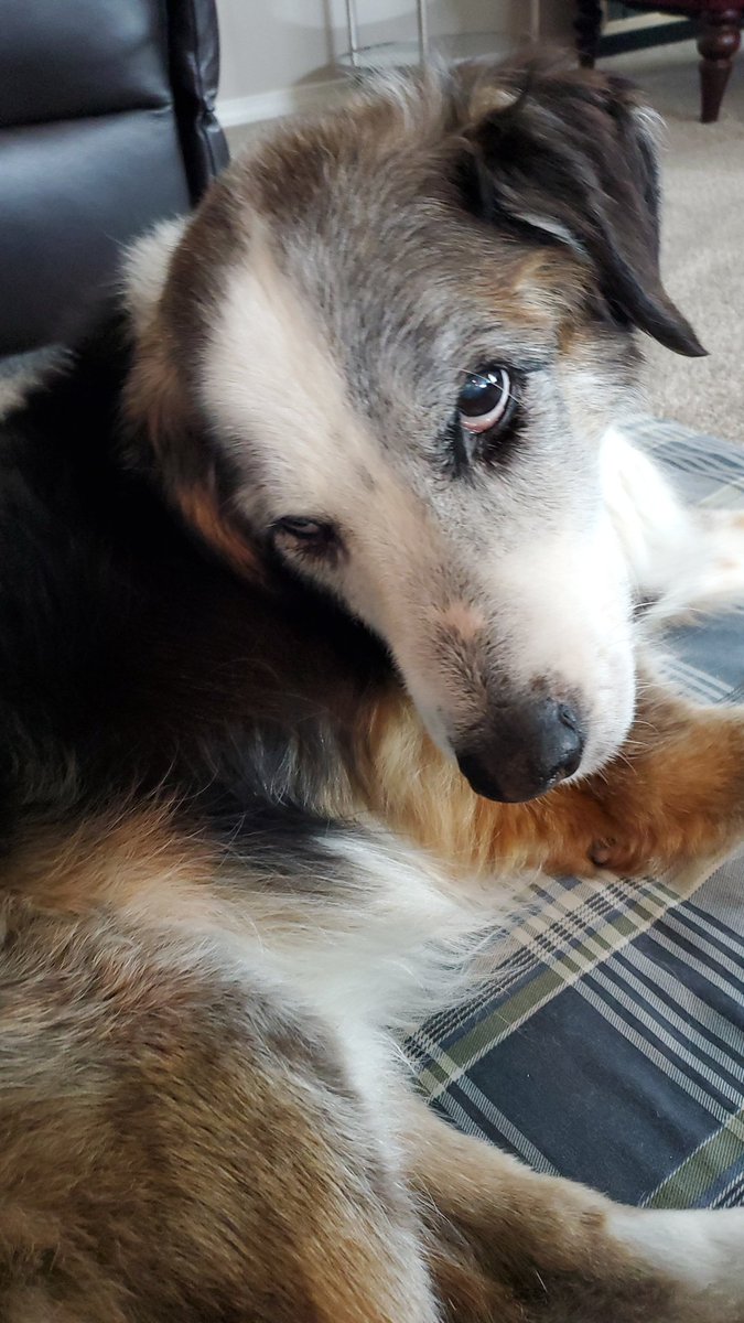 katinaf123's tweet photo. Don't stop petting me mom.

#rescuedog #rescuedismyfavoritebreed 
#RescuedDogsOfTwitter #adoptdontshop 
#BaxterTheRescue 
❤🐾❤🐾❤🐾❤🐾❤🐾❤🐾 https://t.co/SB5neDW24B