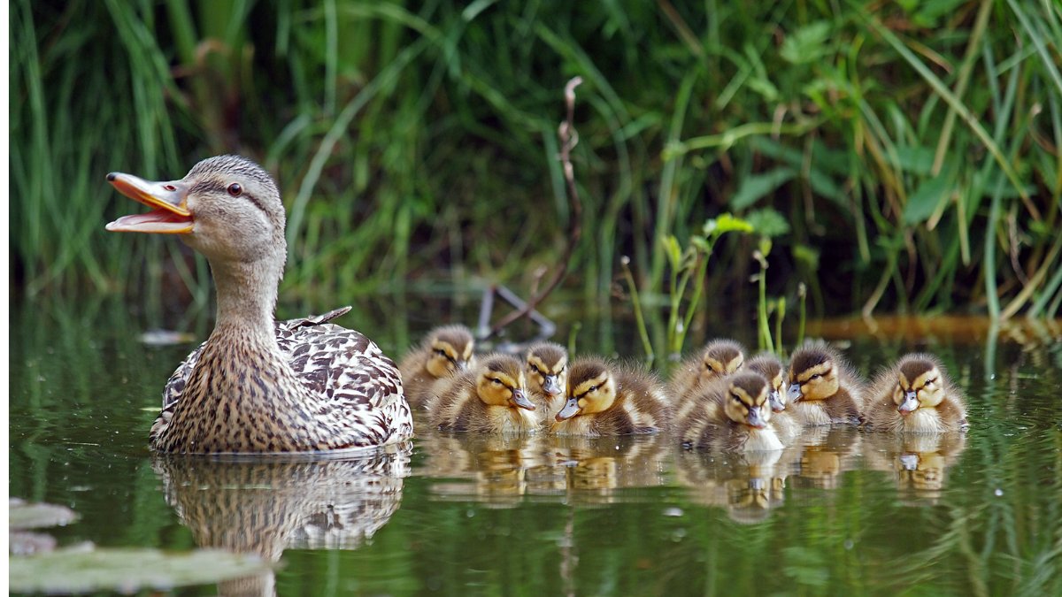 Croydon’s ducks🦆 may appreciate a snack from time to time, but please don’t feed them bread✖️🍞. Bird seed is what they need, but don’t over-feed! Bread attracts pests and rats🐀 and negatively impacts the natural balance of our ponds and streams🦢🌊