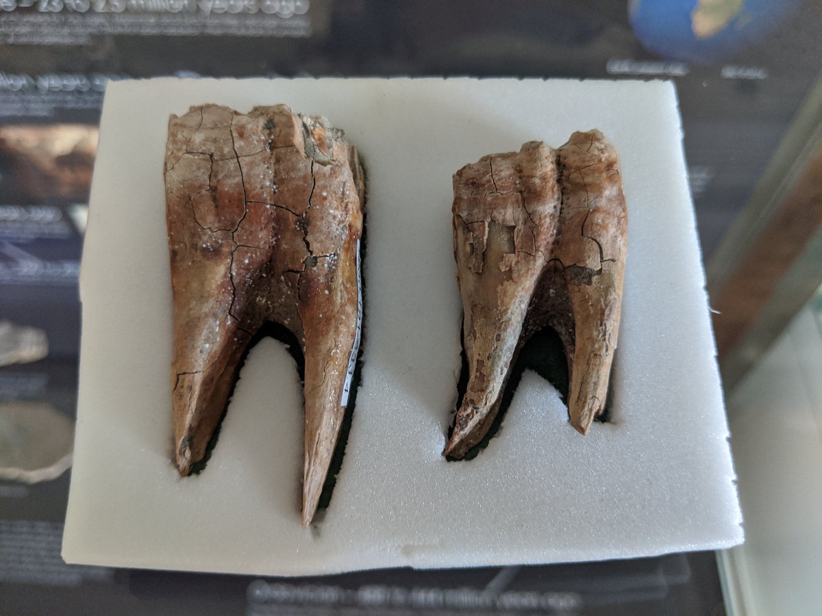 These teeth came from a red deer🦌 The species is the same as the #reddeer we know today, but they already existed during the #IceAge. Cave paintings showing red deer can be dated back as far as 40,000 years ago. #Abingdon #Museumcollection #MyLocalMuseum #Oxfordshire #wildlife