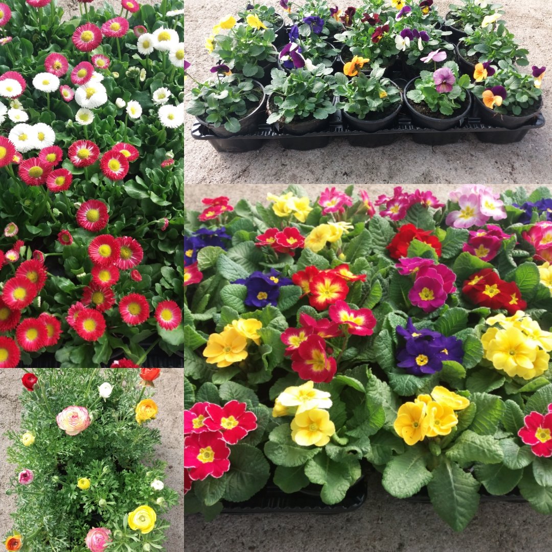 Maxiflor_Lda's tweet photo. #maxiflorlda #garden #jardins #flores #florista #gardencenter #flower_special_vip #maxiflor https://t.co/lcogGCmbA2