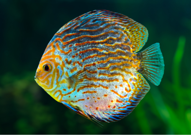 ReforestreeInc's tweet photo. Did you know that the Discus Fish is also known as the “King of the Aquarium” because of their majestic beauty and regal colors?
#Reforestree #discussfish #Fish #SavetheAmazon #PayforAmazon #savethewildlife #savetheplanet #therainforest #savetherainforest #protecttheamazon https://t.co/k5zhAGlNIW