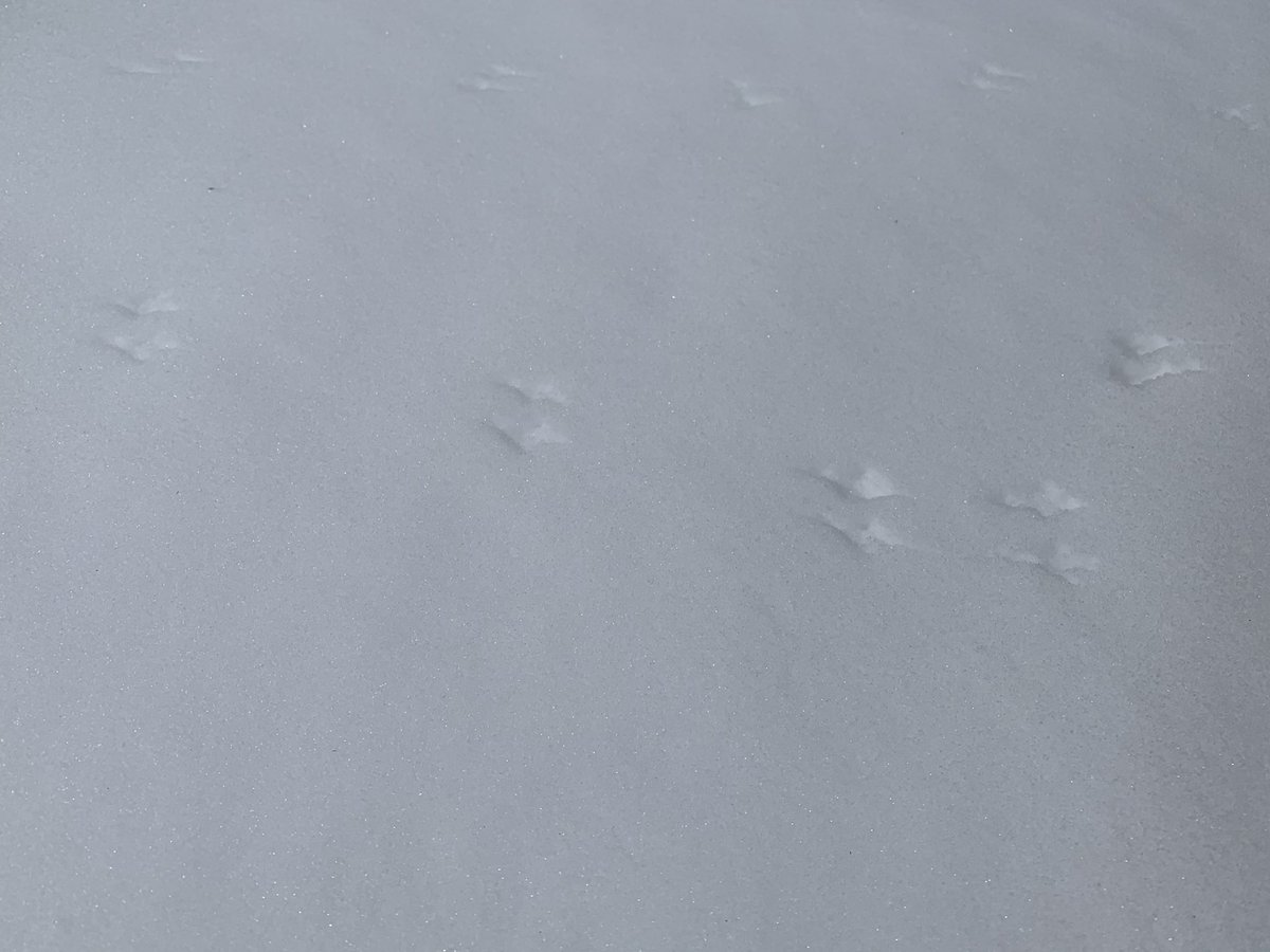 Spalding_Bio's tweet photo. New cold weather game show:
Guess That Footprint!
I’m sure this is in the TEKS somewhere...”Identifying ecological communities during changing weather patterns” #RHSBio #WeDidAScience #ScienceEverywhere #Ecology @RHSRaiders @dentonisd @AmoebaSisters https://t.co/dKIOmUDmvi