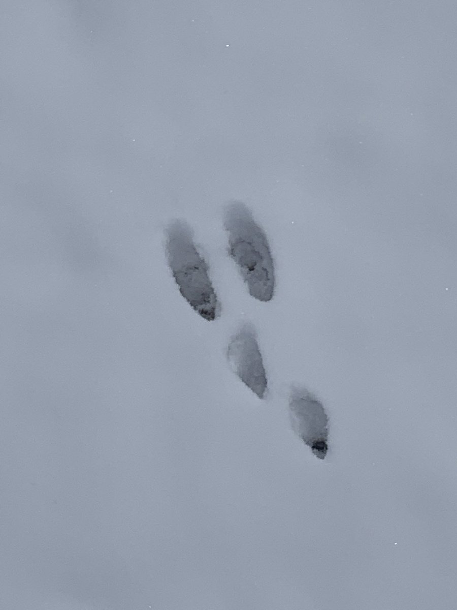 Spalding_Bio's tweet photo. New cold weather game show:
Guess That Footprint!
I’m sure this is in the TEKS somewhere...”Identifying ecological communities during changing weather patterns” #RHSBio #WeDidAScience #ScienceEverywhere #Ecology @RHSRaiders @dentonisd @AmoebaSisters https://t.co/dKIOmUDmvi