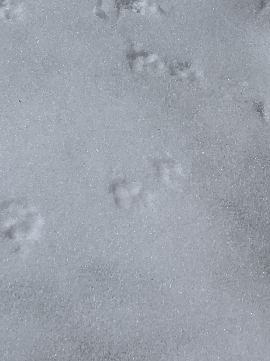 Spalding_Bio's tweet photo. New cold weather game show:
Guess That Footprint!
I’m sure this is in the TEKS somewhere...”Identifying ecological communities during changing weather patterns” #RHSBio #WeDidAScience #ScienceEverywhere #Ecology @RHSRaiders @dentonisd @AmoebaSisters https://t.co/dKIOmUDmvi