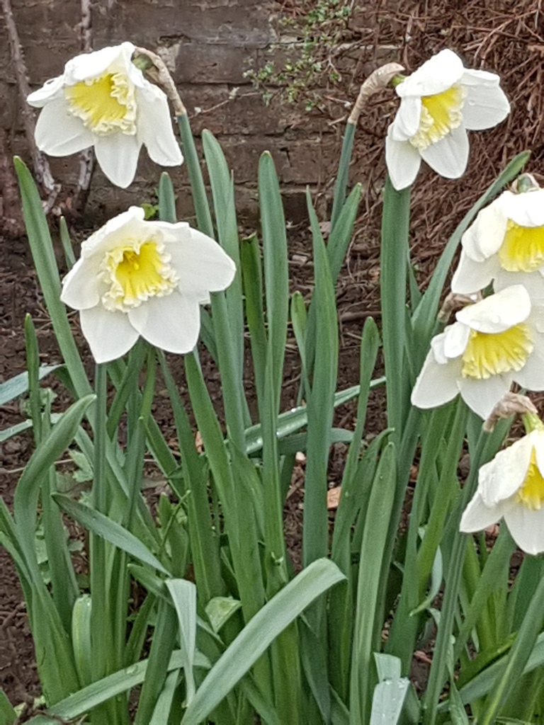 I can not wait to see the daffodils, they really are a cheerful flower #springweddings #springflowers #weddingflowers #weddingcelebrant #bookyourowncelebrant