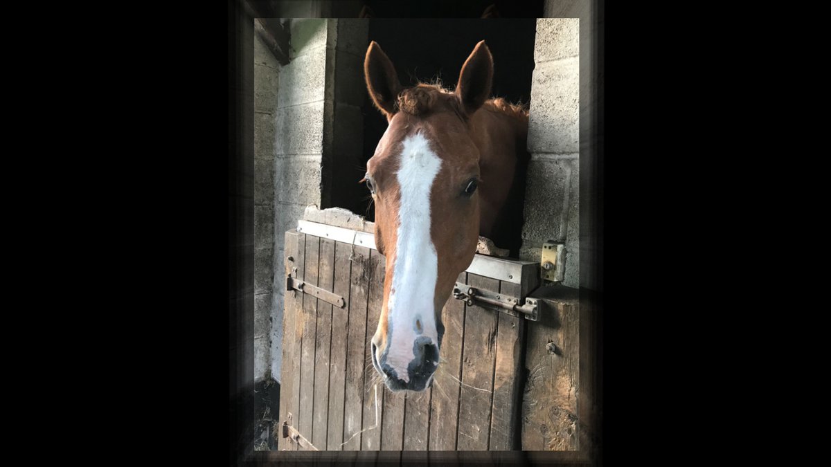 ❤️Happy 4th Gotcha Day Remy ❤️ animoto.com/play/EqTapLeKm…