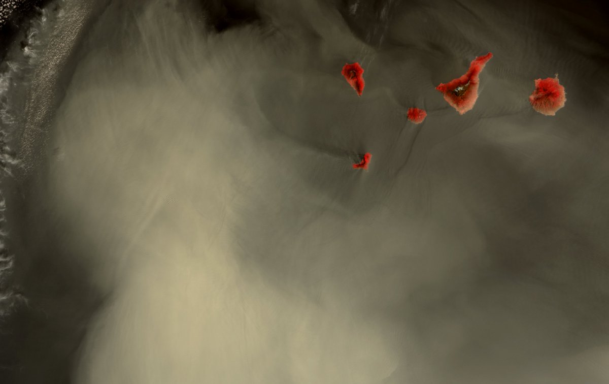 Annamaria Luongo tweet media