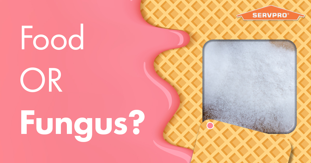 Food or fungus? Can you tell? If there's a mold problem in your home, give the professionals a call today to remove it.