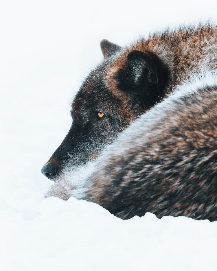 akwildlife's tweet photo. Photographer @CharlySavely snapped this great photo of Lothario the wolf who's likely daydreaming of getting his paws on a yummy bone. 🐺
#fanphoto #fanphotography #wildlifephotography #animalphotography #wolves #nofilterneeded #wildlifephotos #photooftheday https://t.co/P19ObxGovn