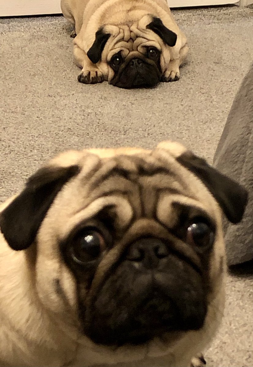 FPugface's tweet image. Heylo there

#puglife #dogsoftwitter