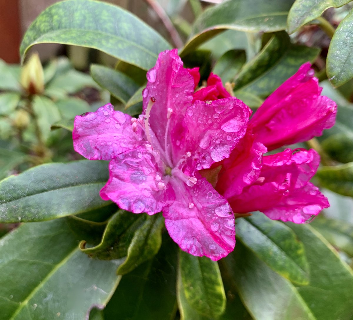 Day 330: Spring Will Come cathydemoll.com/new-blog//day-…