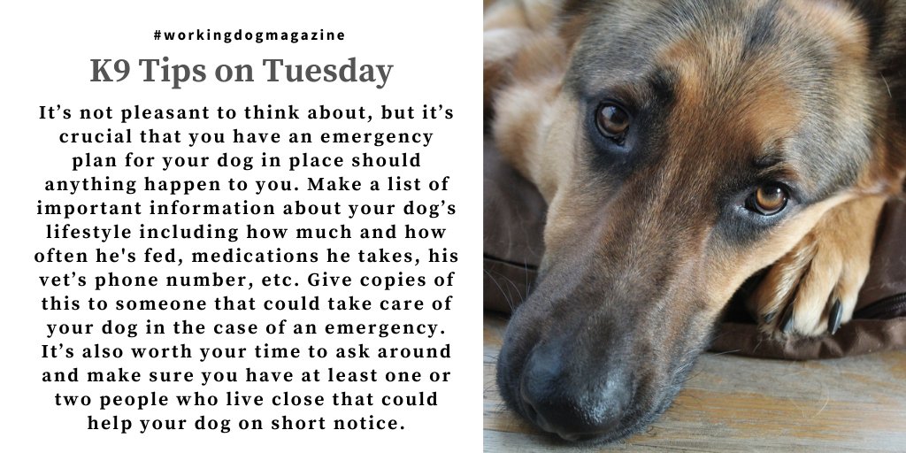 workingdogmag's tweet photo. #K9TipsonTuesdays
For more great #K9 tips, follow us: @workingdogmag®
#tipsontuesday #tuesdaytips #themoreyouknow #tips #emergencyplanning #workingdog #dog #dogs #canine #alldogs #magazine #tlm #thinlinemedia #wdm #wdmagazine #wdmag #workingdogmagazine ® https://t.co/24ru9bWJBa