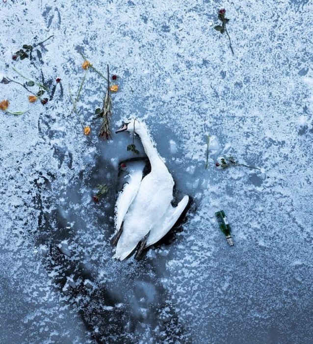 Un cisne murió congelado en el río de Berlín y la gente le estuvo llevando flores. Estoy segura que así se vería la poesía