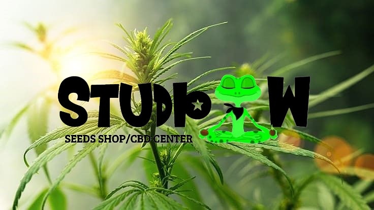 studio_seeds's tweet photo. Chez 🐸Studio.W Seeds/CBDcenter🐸 des graines de cannabis en folie 👨🌾🤪
---------------------------------------------------
#cannabiscommunity #growercommunity #cbdshops #seedsshop #seedbank #cannabis #THC #CBD #frenchgrower #cannabisseedsbank #cannabisseedshop #studio_seeds https://t.co/oqLgH7f3kn