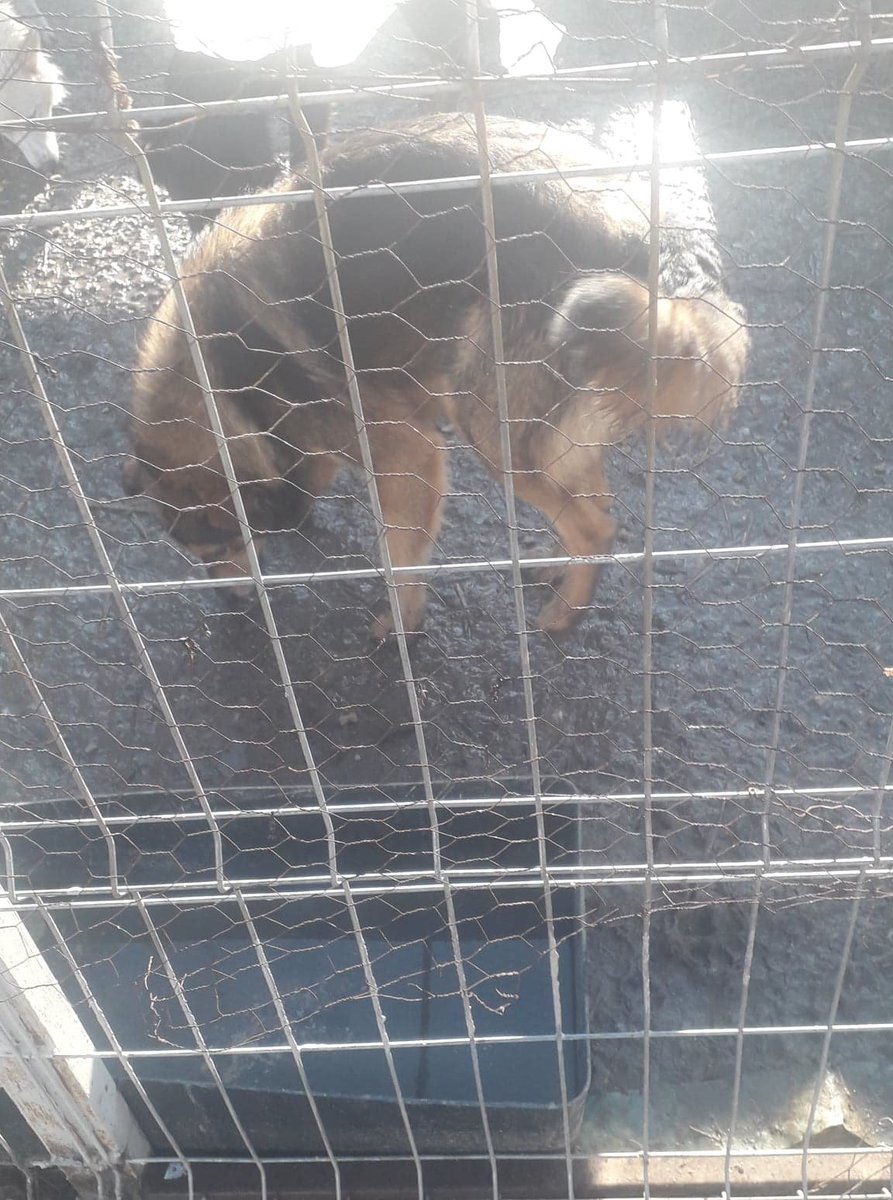Hi, 8294 here. I’d like to let you know I now need £190 to leave. I REALLY need your help because if I don’t leave, I’ll be PTS on 22 April. I can travel on 18 March. Please help if you can. Every bit helps. You can donate to paypal.me/InterDogRescue ref: 8294. Thank you! #TeamZay