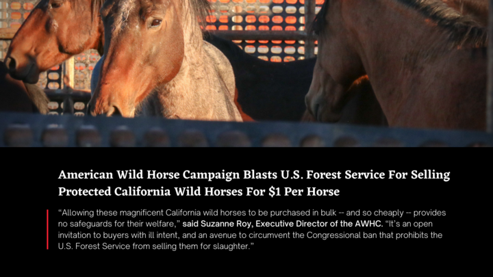 FreeWildHorses's tweet photo. “Allowing these magnificent CA #wildhorses to be purchased in bulk -- and so cheaply -- provides no safeguards for their welfare,” said Suzanne Roy, Executive Director of the AWHC. https://t.co/nYtFtUkENo https://t.co/s2rHnZZKLl