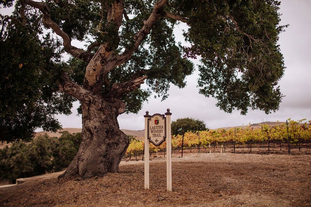 Take a stroll down the Laetitia Wine Trail for a fun and safe outdoor activity! Grab your glass and take in the beauty of the vineyards on our coastal property in #ArroyoGrande.
Reserve your visit: laetitiawine.com/visit
#sparklingwine #pinotnoir #SLOCoastwine #chardonnay