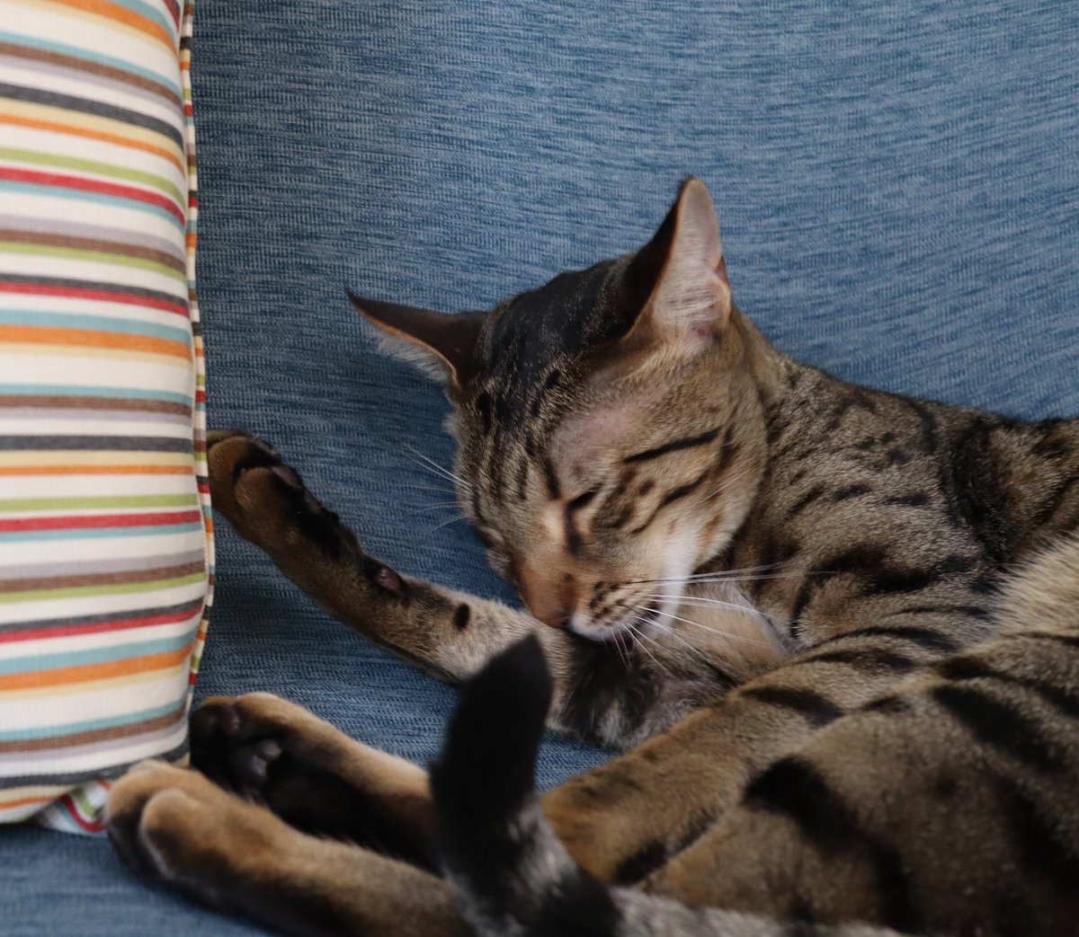 猫カフェ リプミィ Catcafelipmy Twitter