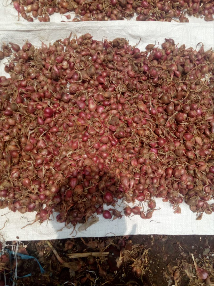 Bobby (@nev4yz) on Twitter photo <a href="/Aboolinggo/">Probolinggo Bagian Sambat🐓</a> Mantapp😂😂
Ttip dagangan min. Bawang merah protolan. 10k/kg . free ongkir daerah dekat Jl.Cokro😍 <a href="/Aboolinggo/">Probolinggo Bagian Sambat🐓</a> Mantapp😂😂
Ttip dagangan min. Bawang merah protolan. 10k/kg . free ongkir daerah dekat Jl.Cokro😍