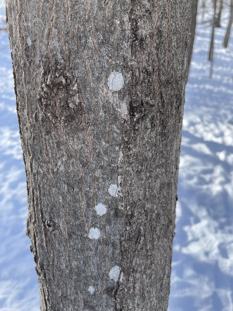 hintzePLS's tweet photo. ABOVE ZERO TEMPS- YAY! So fun to use the iNaturalist app to discover more outdoors! We were searching for living things to put into our main 3 kingdoms: animals, plants, and fungi! #teachoutdoorsmn https://t.co/JP7d2otEP0