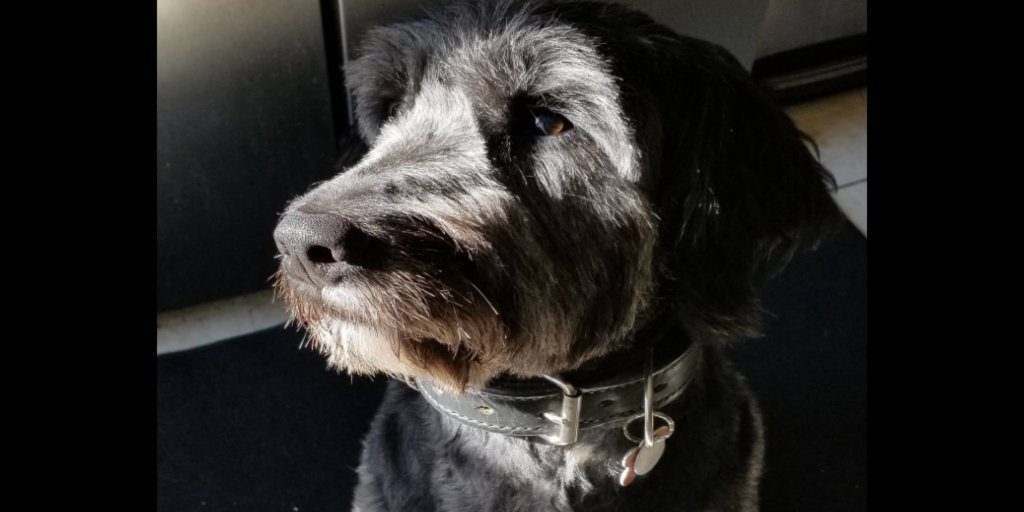 My gorgeous dood. 🐶🥰
.
.
#goldendoodlesofinstagram #dogsofinsta #f1goldendoodle #authorsofinstagram #authorsdog #sarahgrimmauthr <a href="/iamgusman/">iamgusman</a>