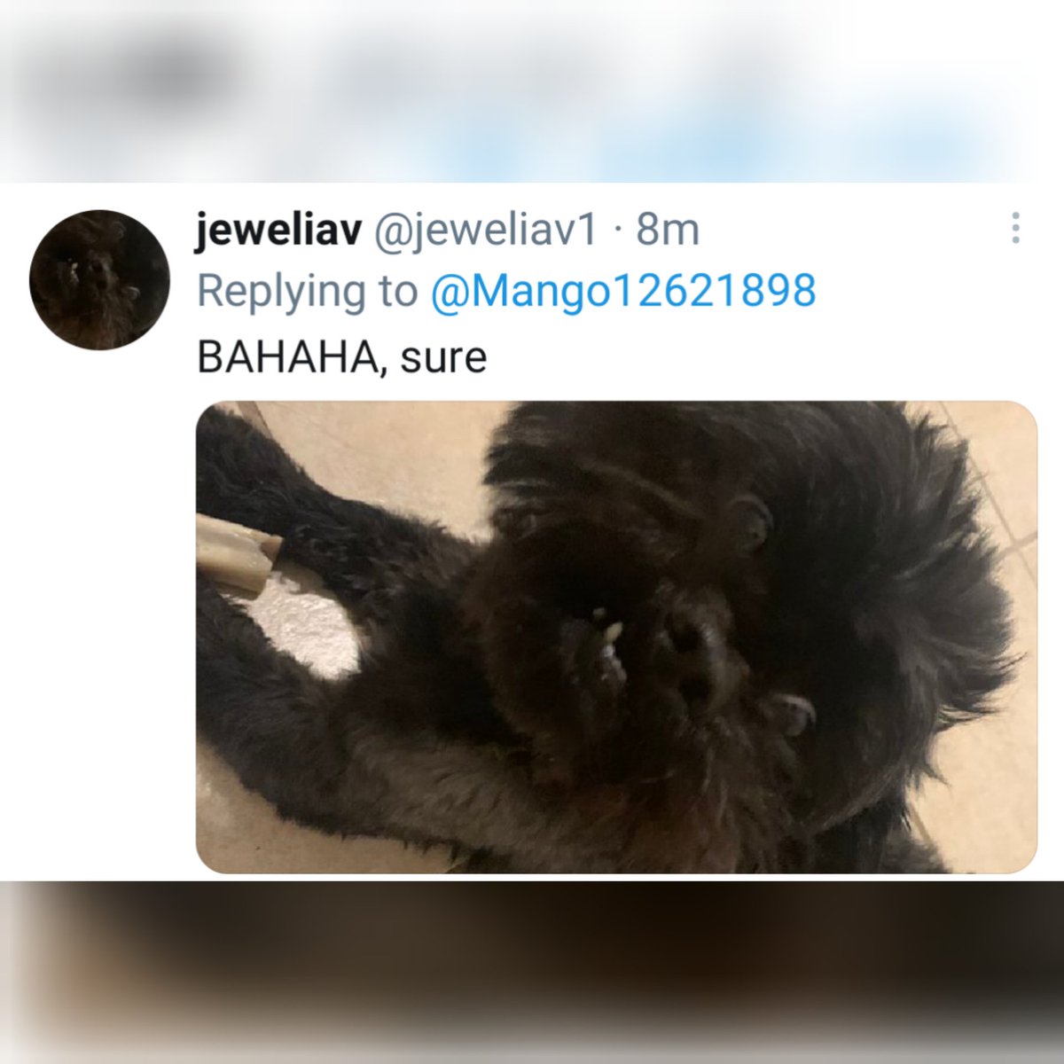 Mango12621898's tweet photo. Ok but this dog? 10/10 https://t.co/pXG1lKbozf