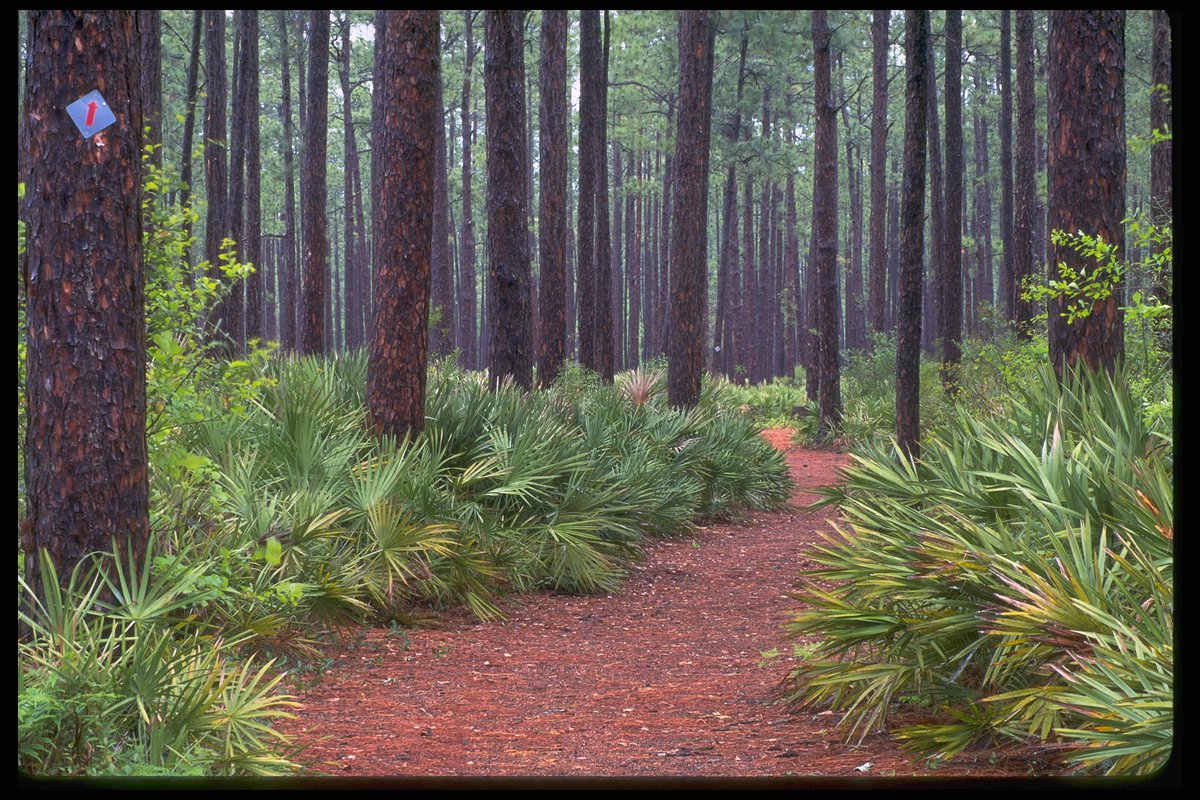 Time spent amongst trees is never wasted time. —Katrina Mayer