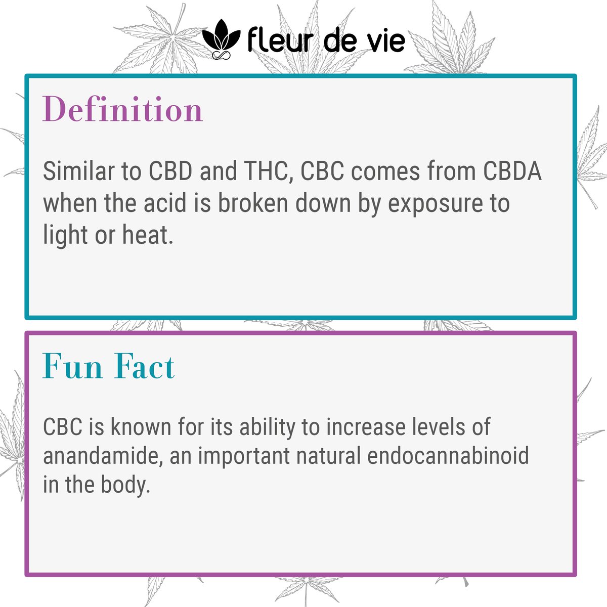 fleurdeviecbd's tweet photo. Did you know about #CBC??

We are learning more and more about different cannabinoids as time goes on! 

Seriously can someone just federally #legalizeit, so we can remove this unrealistic stigma! 

#morethancbd #fleurdeviecbd #plantsoverpills #pilladdiction #healthcare https://t.co/gJchXcAvE5