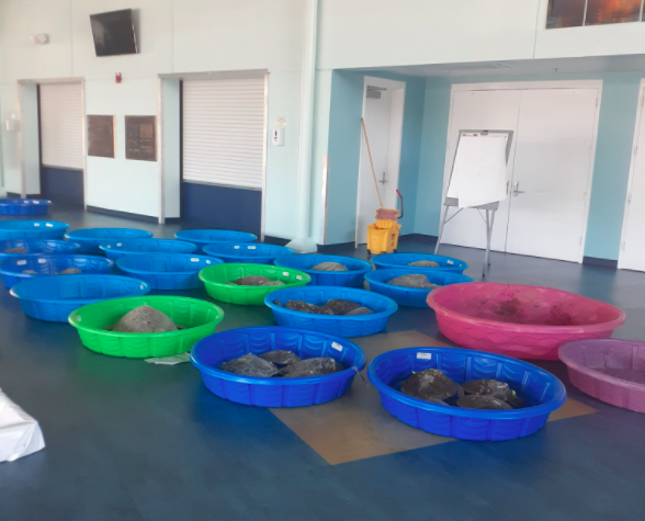 Battle4KC's tweet photo. Sea Turtles to the south of us could use your help. The incredible people of @SeaTurtleConservation have taken in over 1,700 turtles in a 48-hour window. This is an unbelievable strain on their budget, systems, operations, and their team. Donate Here:  https://t.co/gmbRaiSdfT https://t.co/MqPR4VnvoY