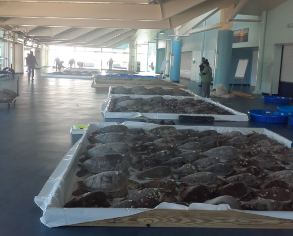 Battle4KC's tweet photo. Sea Turtles to the south of us could use your help. The incredible people of @SeaTurtleConservation have taken in over 1,700 turtles in a 48-hour window. This is an unbelievable strain on their budget, systems, operations, and their team. Donate Here:  https://t.co/gmbRaiSdfT https://t.co/MqPR4VnvoY