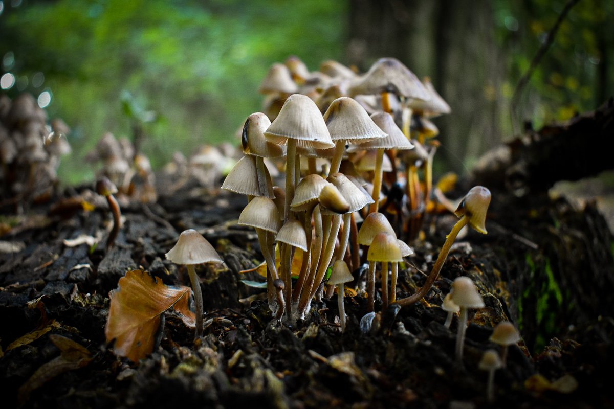Sevenofnine153's tweet photo. A family of #mushrooms i found back in fall in #hasbrucherforst with @OxKing
#hasbruch #hasbrucherurwald #fungi #fungilover #fungiphotography #forest #forestlife #forestphotography #nature #naturephotographer #naturephotography #fall https://t.co/CVaQh0Ge4B