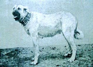 Mastín de protección de ganado del año 1919 ataviado con su carlanca. En la revista en la que se publicó su imagen se le describía como un "mastín ibérico".