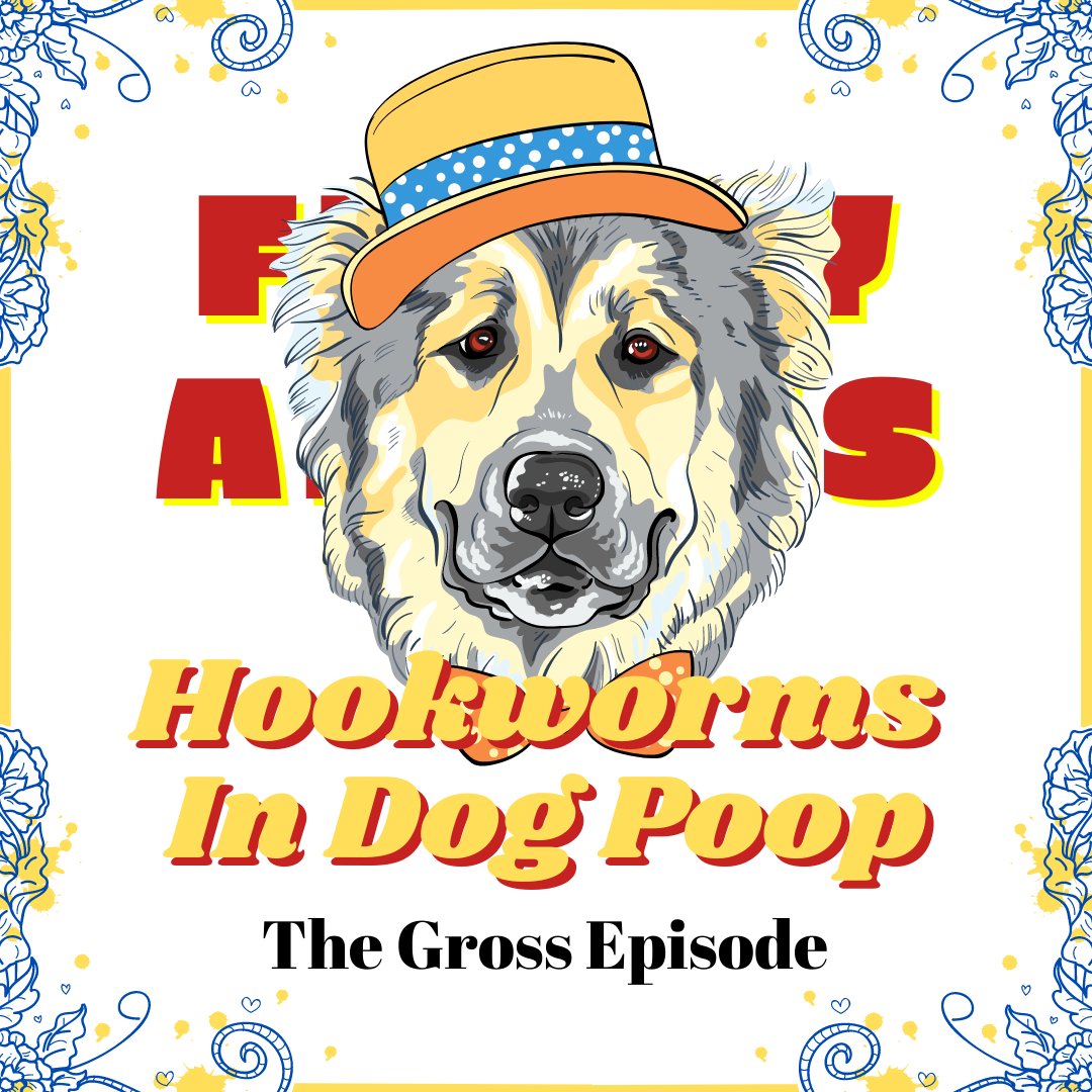funnyanglespod's tweet image. The new dog in Quinn's life has #hookworms 
It's #disgusting but funny!

Listen now at the link below
link.chtbl.com/tHu5Kl96

In the end, it's a feel-good story

@ApplePodcasts 
@PetMD