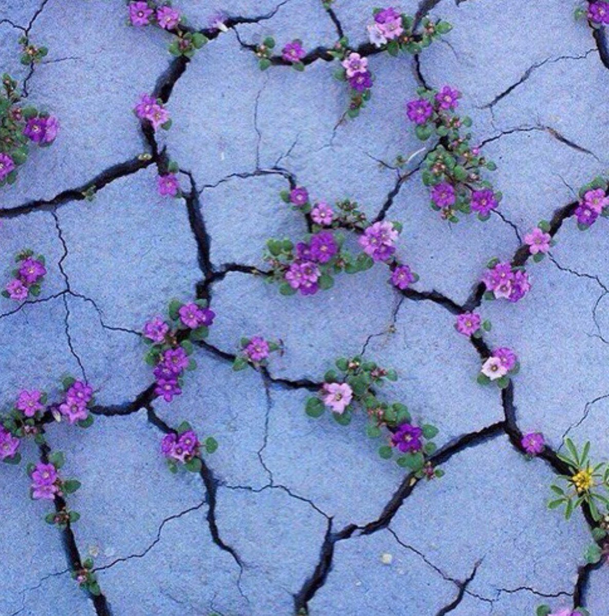 "Una herida es también un lugar donde vivir”.

Joan Margarit

¡Buenas noches!
Bona nit!