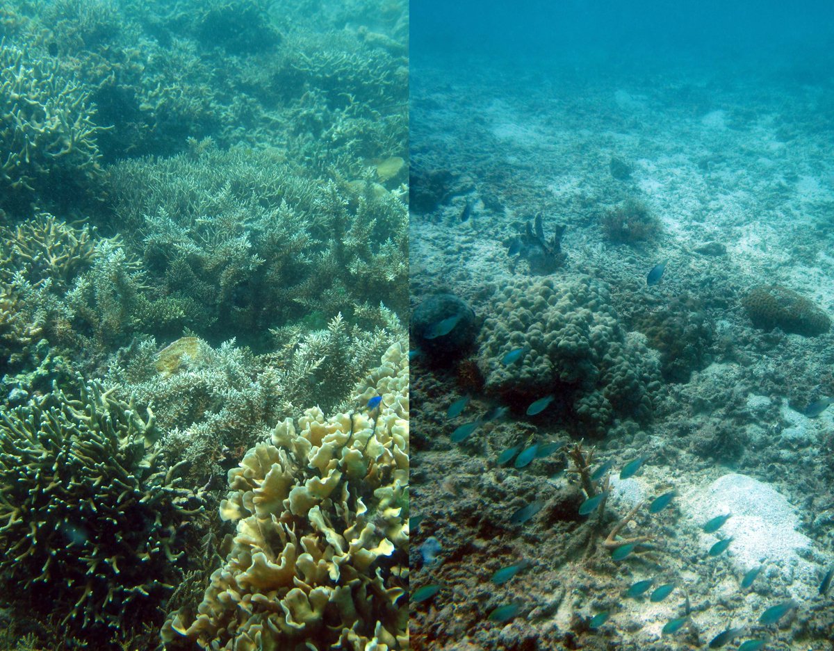 Maria Beger (@mariabeger) on Twitter photo Assessing reef vulnerability to climate change needs environmental projections AND ecological starting points and community-specific differences in responses - obvious, but still needs to be said esajournals.onlinelibrary.wiley.com/doi/full/10.10… <a href="/sfheron/">Scott Heron</a> <a href="/DrEmmaLJohnston/">Prof Emma L Johnston AO FAA FTSE</a> <a href="/GrettaPecl/">@GrettaPecl</a> <a href="/sonia_beja/">Sonia Bejarano</a> <a href="/ADarnaude/">Audrey Darnaude</a> Assessing reef vulnerability to climate change needs environmental projections AND ecological starting points and community-specific differences in responses - obvious, but still needs to be said esajournals.onlinelibrary.wiley.com/doi/full/10.10… <a href="/sfheron/">Scott Heron</a> <a href="/DrEmmaLJohnston/">Prof Emma L Johnston AO FAA FTSE</a> <a href="/GrettaPecl/">@GrettaPecl</a> <a href="/sonia_beja/">Sonia Bejarano</a> <a href="/ADarnaude/">Audrey Darnaude</a>