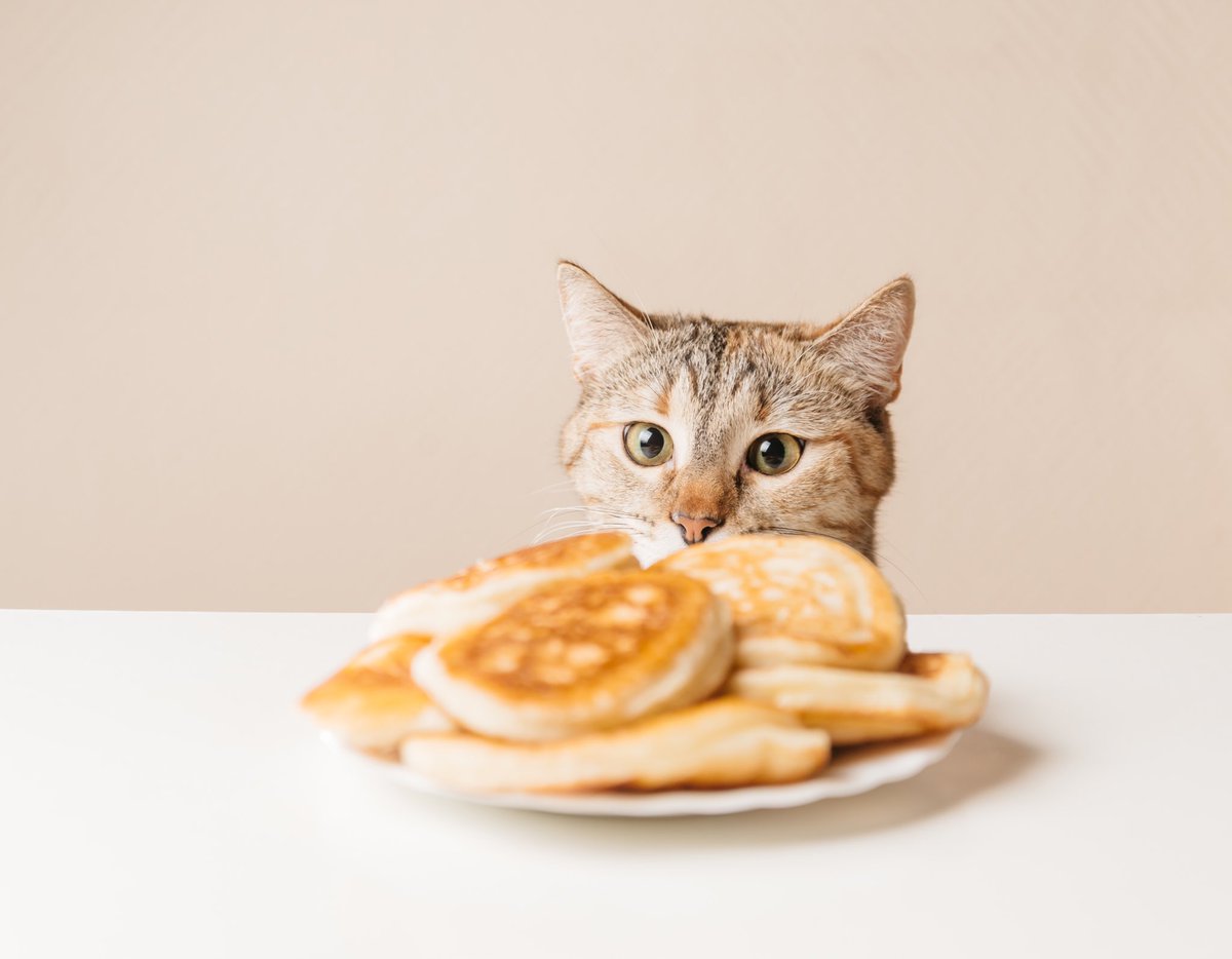 Tiana Cat Club tweet media