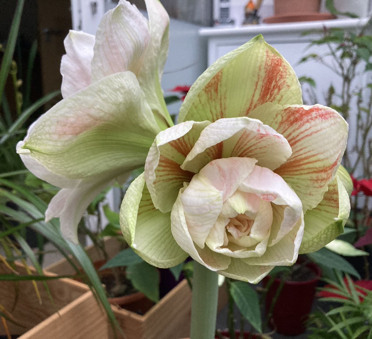 NoniSturge's tweet photo. Amaryllis ‘Nymph’ looking gorgeous today 😊🌸 #HouseplantHour https://t.co/Tcsh9Il6iG
