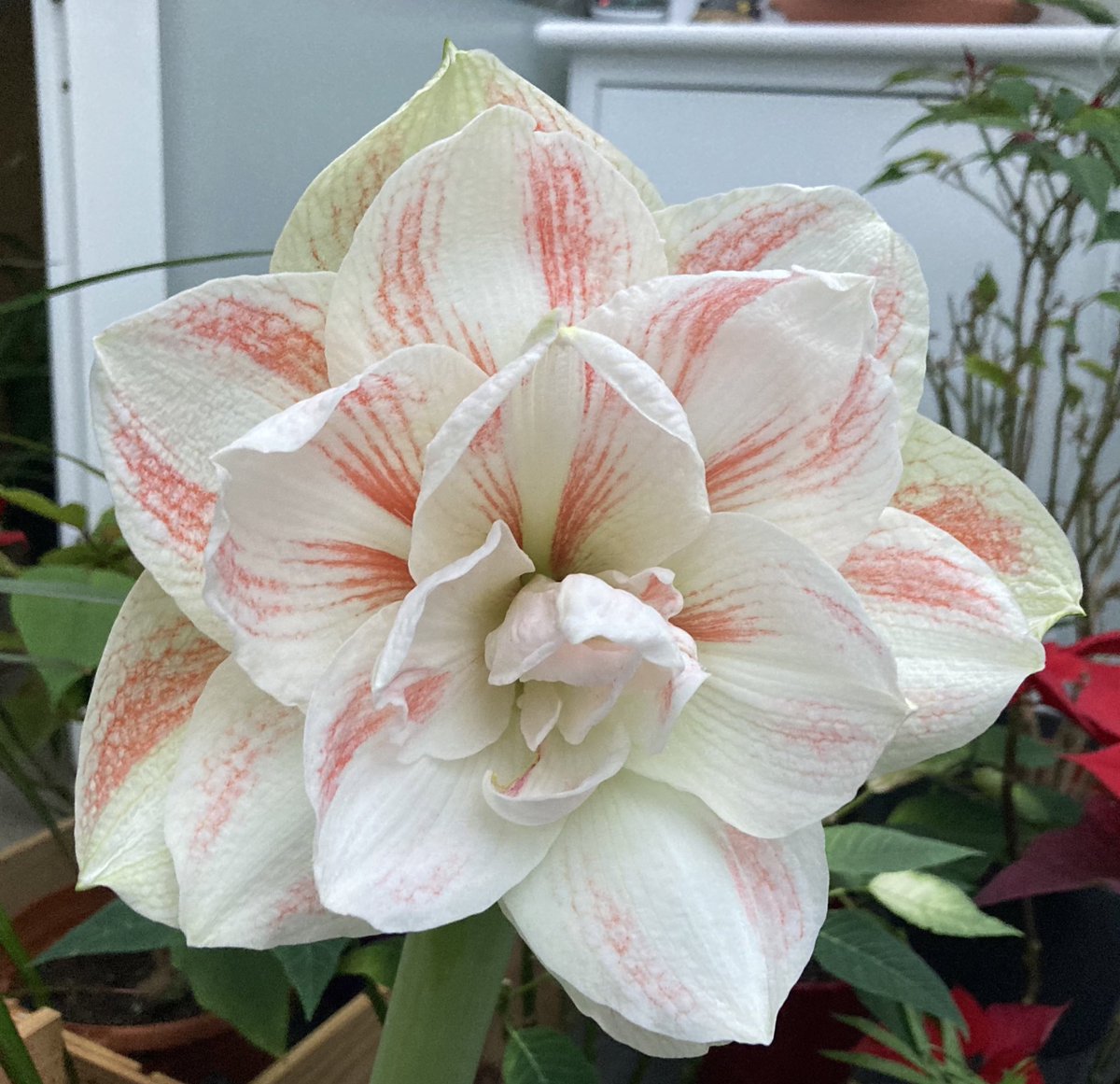 NoniSturge's tweet photo. Amaryllis ‘Nymph’ looking gorgeous today 😊🌸 #HouseplantHour https://t.co/Tcsh9Il6iG