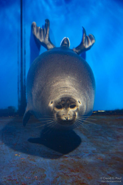 The museum there isn't the most interesting of ones; but they do keep Baikal seals... although they are sadly in a very small enclosure 