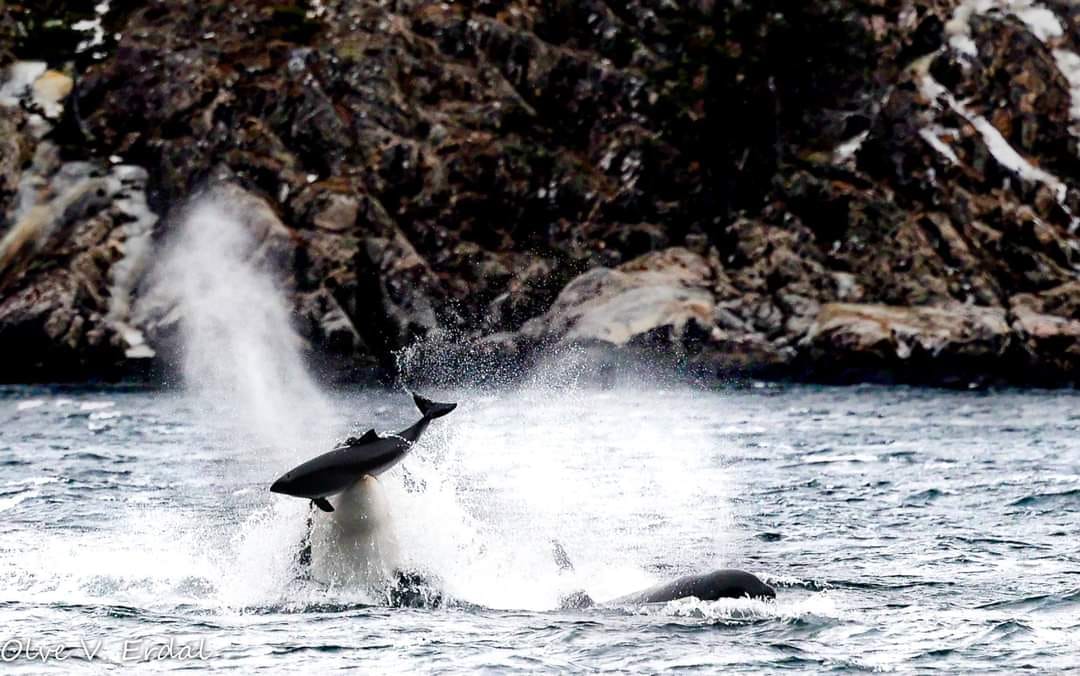 Orca hunting harbour porpoise in Hardangerfjord, Norway yesterday - what a capture by Olve Erdal