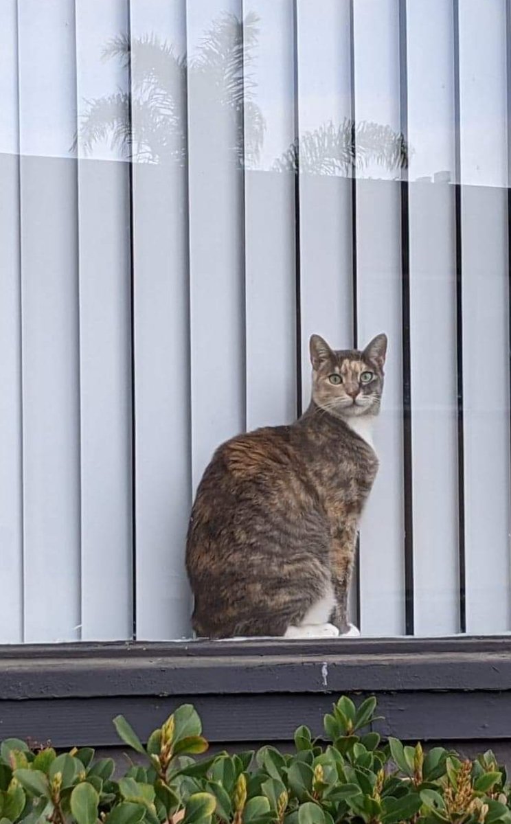 ElLocoMonkey's tweet photo. Window Cats pt. 11

#windowcats #windowcatsoftwitter #cat #cats https://t.co/d3KSDwNeVK