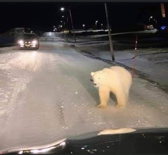 Scott Levy tweet media