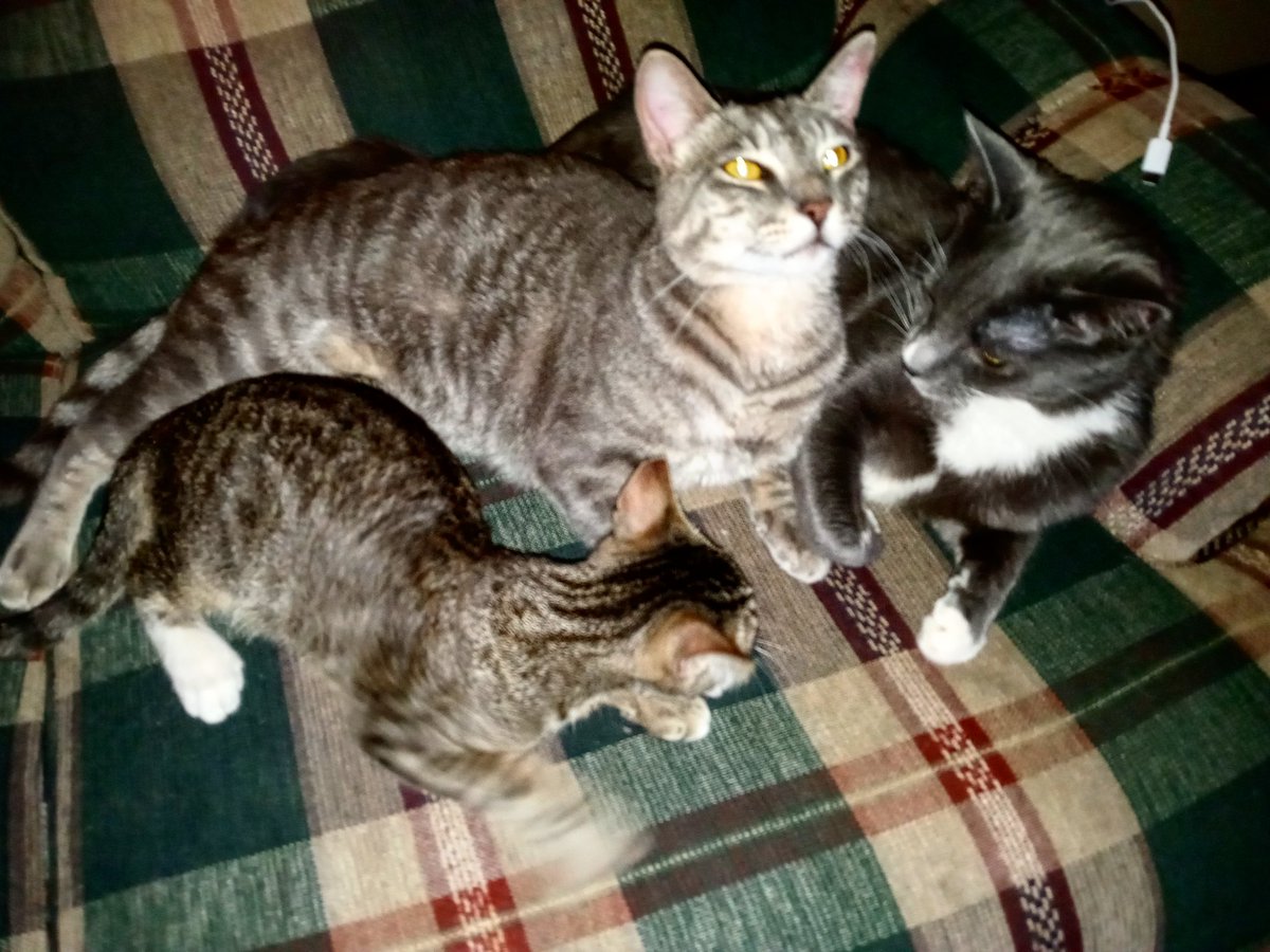 StormyTheCat7's tweet photo. Couple of my brothers @KingTomTom4 and @PercyousP wanted to take a photo with me. #Stromy #StormyTheCat #WithMyBrothers #Brothers #KingTomTom #Percy #Instagram #InstagramCats #Twitter #TwitterCats @instagram @Twitter 🐱 🐱 🐱 📷 https://t.co/FAfPLqGeU3