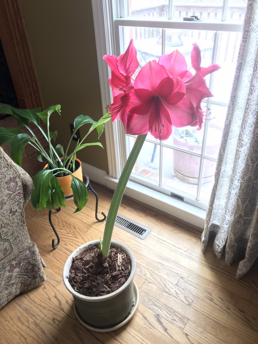 amysgrant's tweet photo. Winter scenes and hope for Spring. ❄️🌺 https://t.co/GC0qHr6nyU